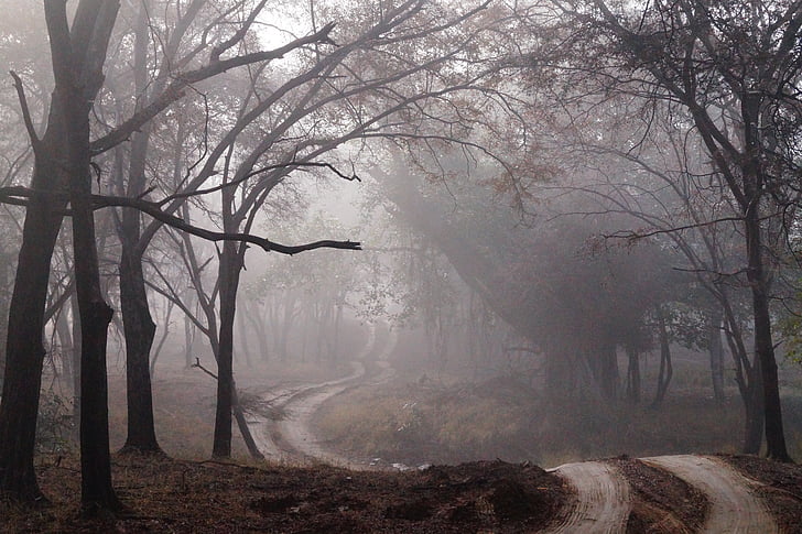 https://www.pickpik.com/dirt-road-fog-mist-forest-wood-nature-8343 